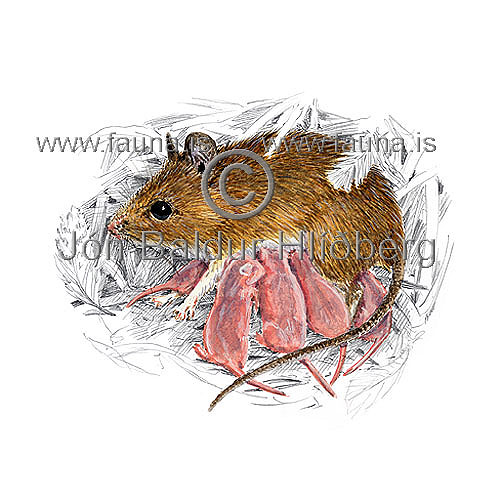 Longtailed field mouse - Apodemus sylvaticus - rodents - Rodentia