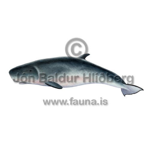Dwarf sperm whale - Kogia simus - Whales - Cetacea
