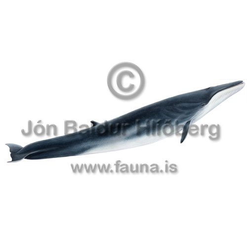 Fin whale - Balanoptera physalus - Whales - Cetacea
