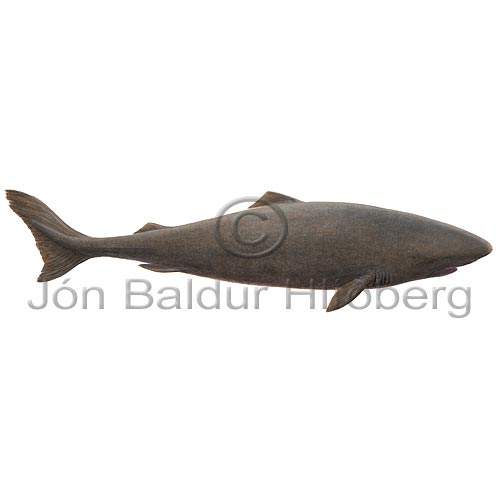 Hkarl - Somniosus microcephalus - hafiskar - Hfiskar