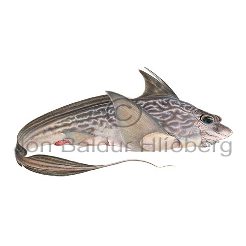 Rabbit-fish - Chimaera monstrosa - Chimareas - Chimaeriformes