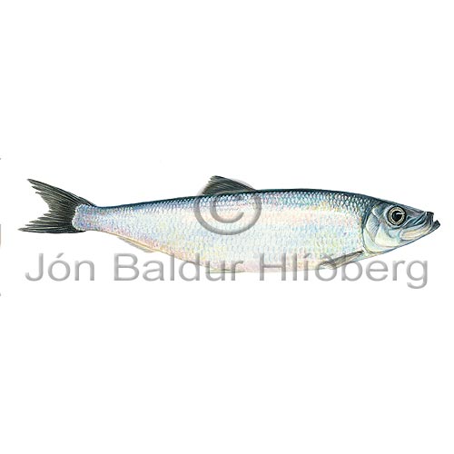Atlantic Herring - Clupea harengus - herringsandlike - Clupeiformes