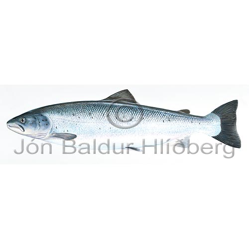 Atlantic Salmon - Salmo salar - Salmons - Salmoniformes