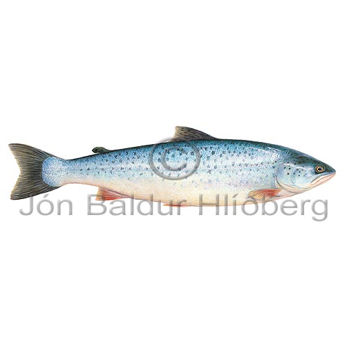 Brown trout - Salmo trutta - Salmons - Salmoniformes