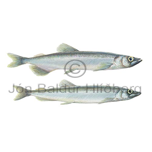 Capelin - Mallotus villosus - otherfish - Osmeriformes