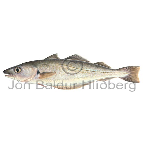 Whiting - Merlangius merlangus - Cods - Gadiformes