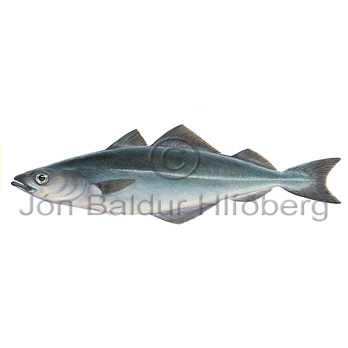 Saithe - Pollachius virens - Cods - Gadiformes