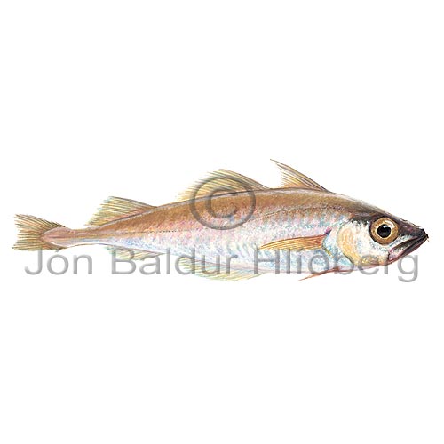 Norway pout - Trisopterus esmarkii - Cods - Gadiformes