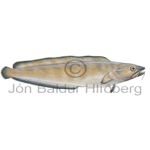 Keila - Brosme brosme - thorskfiskar - orskfiskar