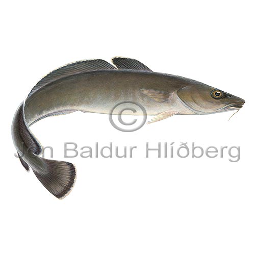 Ling - Molva molva - Cods - Gadiformes
