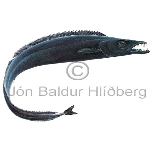 Black Scabbard Fish - Aphanopus carbo - Perch-likes - Perciformes