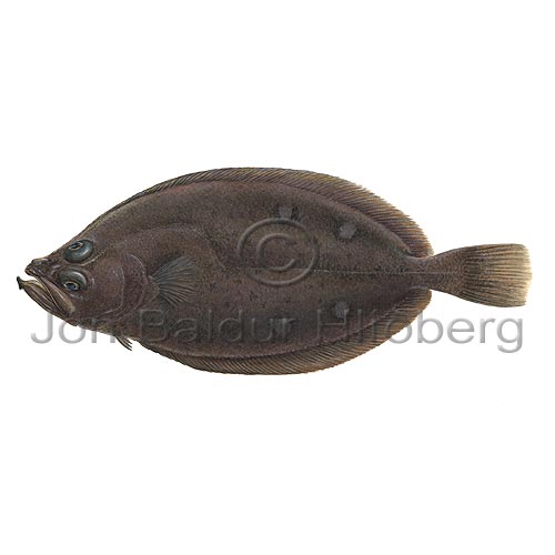 Megrim - Lepidorhombus whiffiagonis - Flatfishes - Pleuronectiformes