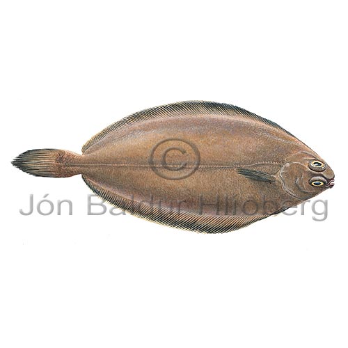 Witch - Glyptocephalus cynoglossus - Flatfishes - Pleuronectiformes