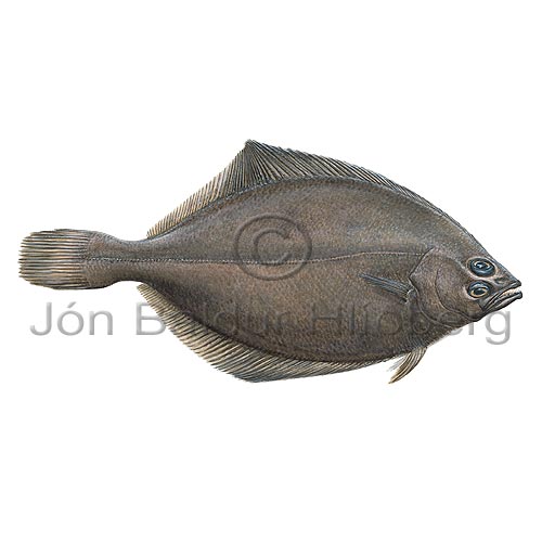 Long rough dab - Hippoglossoides platessoides - Flatfishes - Pleuronectiformes