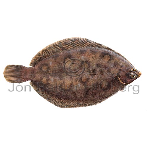 Lemon sole - Microstomus kitt - Flatfishes - Pleuronectiformes