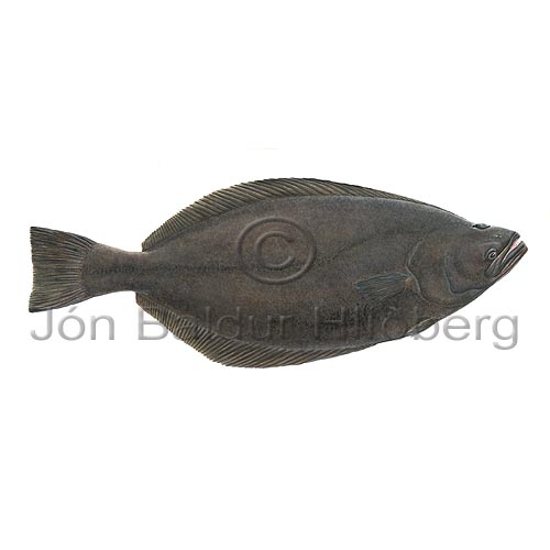 Greenland halibut - Reinhardtius hippoglossoides - Flatfishes - Pleuronectiformes