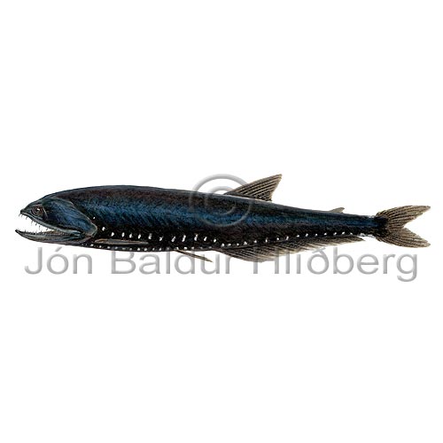 Elongated bristlemouth fish - Gonostoma elongatum - lightfishesanddragonfishes - Stomiiformes