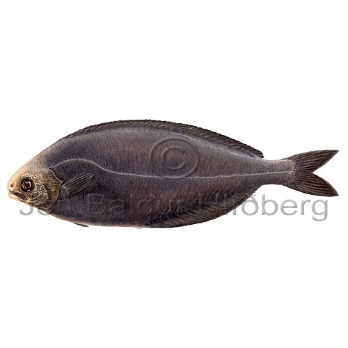 Cornish Blackfish - Schedophilus medusophagus - Perch-likes - Perciformes