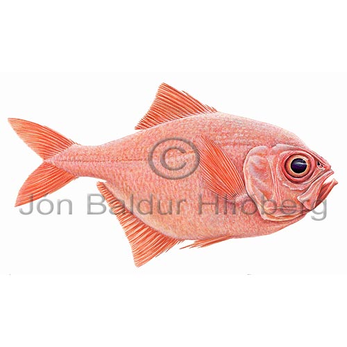 Red Bream Alfonsino - Beryx decadactylus - otherfish - Beryciformes