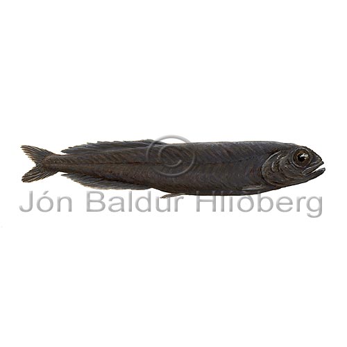 Bluntnose Smooth-head - Xenodermicthys copei - otherfish - Osmeriformes