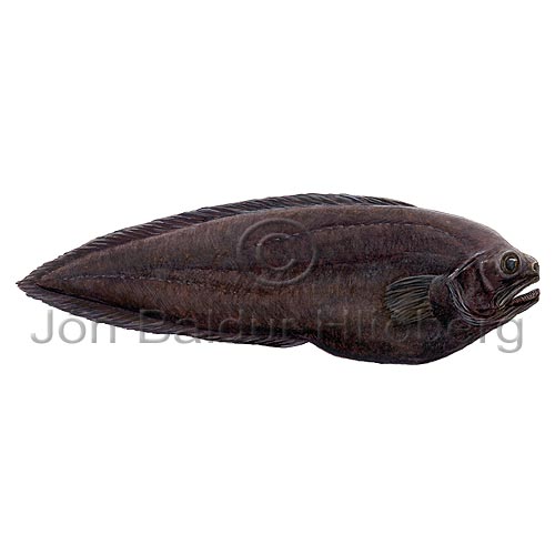 Pelagic brotula - Thalassobathia pelagica - otherfish - Ophidiiformes