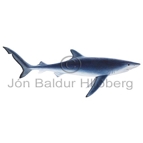 Blue Shark - Prionace glauca - Sharks - Carcharhiniformes