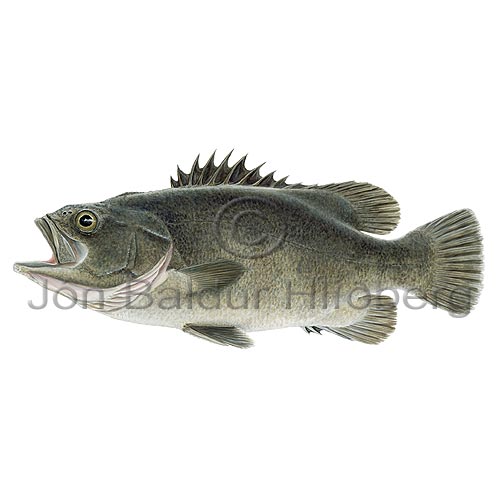 Wreckfish - Polyprion americanus - Perch-likes - Perciformes
