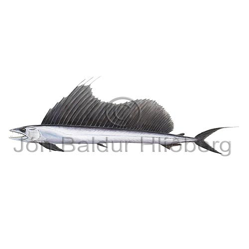 Longnose Lancetfish - Alepisaurus ferox - otherfish - Aulopiformes