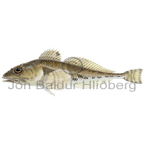 Moustache Sculpin - Triglops murrayi - rockfishscorpionfishes - Scorpaeniformes