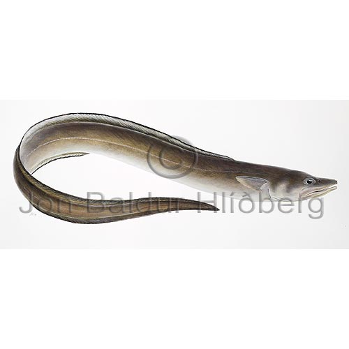 Hafll - Conger conger - apodes - lar