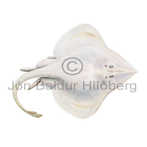 Deepwater ray - Rajella bathyphila - skatesandrays - Rajiformes