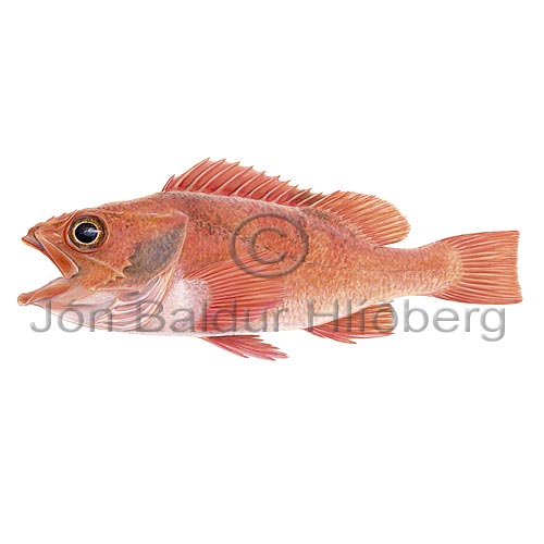 Blackbelly rosefish - Helicolenus dactylopterus - rockfishscorpionfishes - Scorpaeniformes