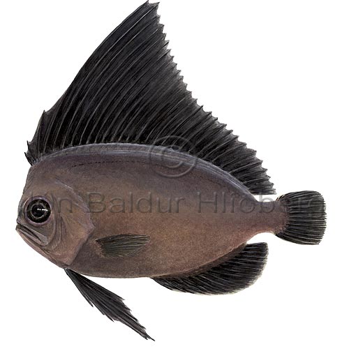 Ennisfiskur - Platyberyx opalescens - borrar - Serkir