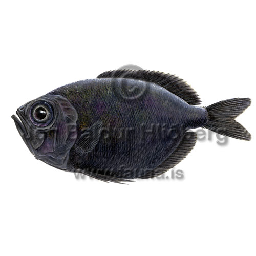 Parins Spiny fin - Diretmichthys parini - otherfish - Beryciformes