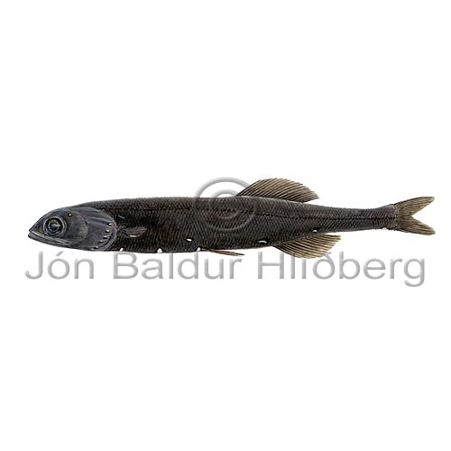 Rnarangi - Sagamichthys schnakenbecki - adrirfiskar - Glitfiskar