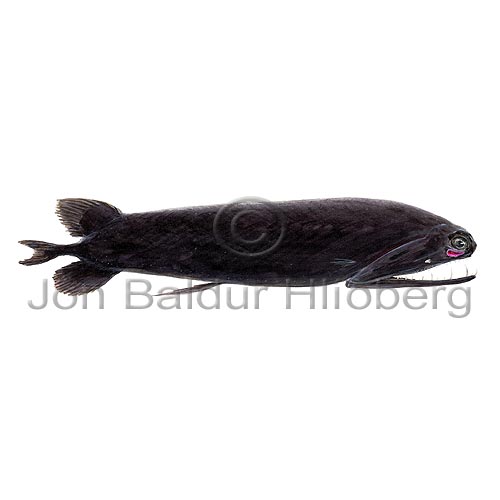 Kolbldur - Malacosteus niger - ljosberar - Ljsberar