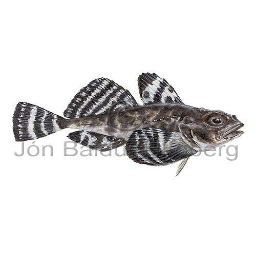 Krkill - Artediellus atlanticus - brynvangar - Brynvangar