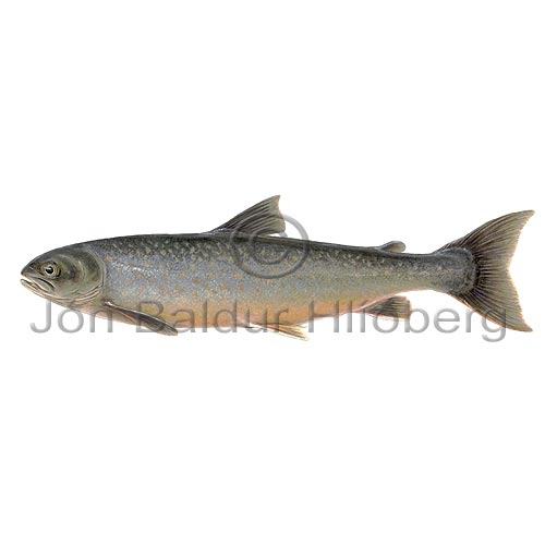 Charr - Salvelinus alpinus - Salmons - Salmoniformes