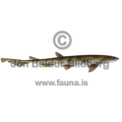 Deplahfur - Scyliorhinus canicula - hafiskar - Hfiskar