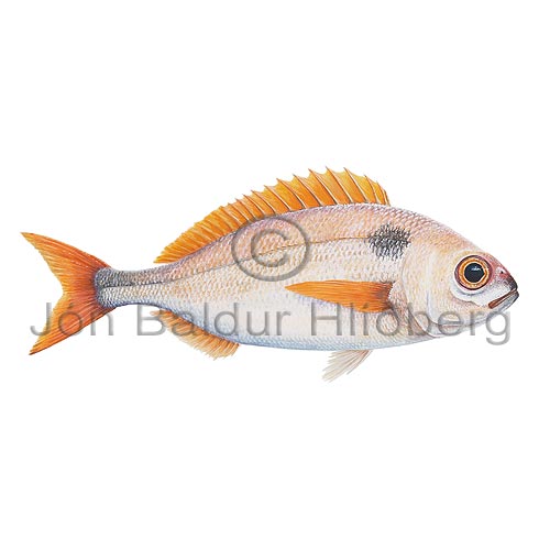 Red Sea Bream - Pagellus bogaraveo - Perch-likes - Perciformes