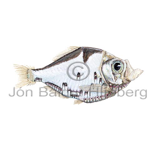 Hatchetfish - Polyipnus polli - lightfishesanddragonfishes - Stomiiformes