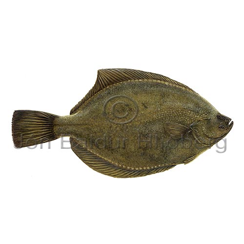 Flounder - Platichthys flesus - Flatfishes - Pleuronectiformes