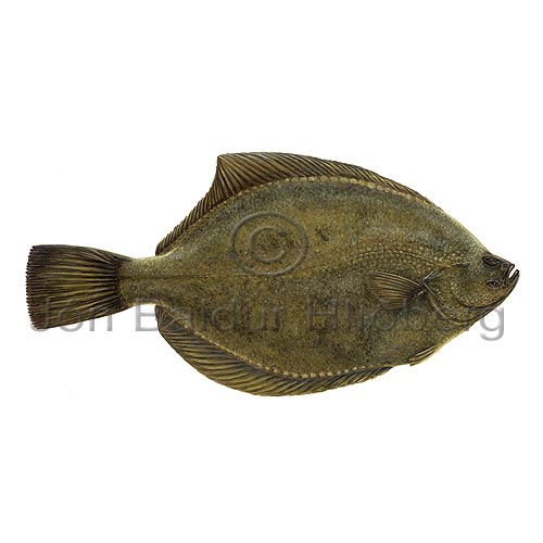 Flundra - Platichthys flesus - flatfiskar - Flatfiskar