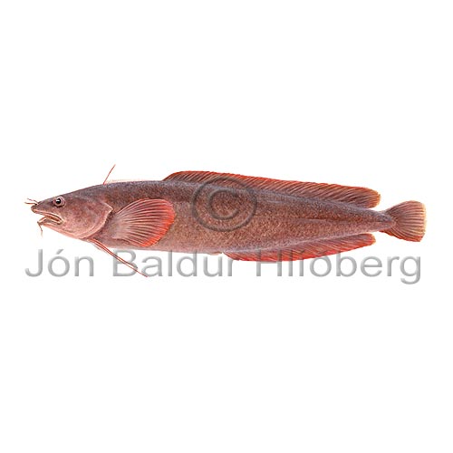 Raua svesla - Gaidropsarus argentatus - thorskfiskar - orskfiskar