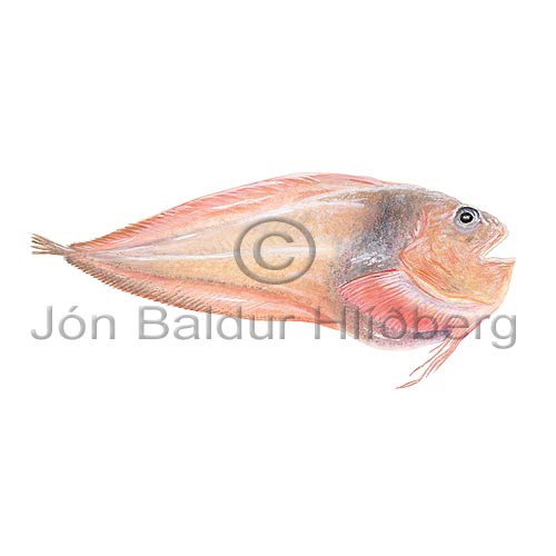 Sea Tadpole - Careproctus reinhardti - rockfishscorpionfishes - Scorpaeniformes