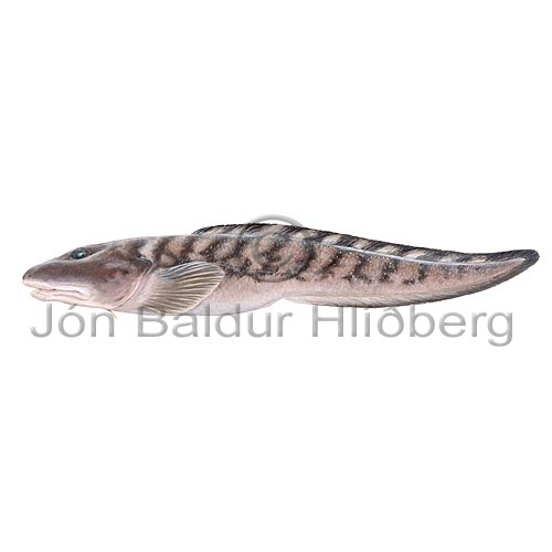 Threespot Eelpout - Lycodes rossii - Perch-likes - Perciformes