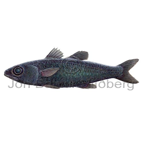 Bigeye - Epigonus telescopus - Perch-likes - Perciformes