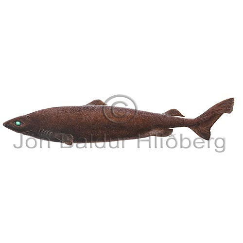 Portugese Dogfish - Centroscymnus coelolepis - Sharks - Squaliformes
