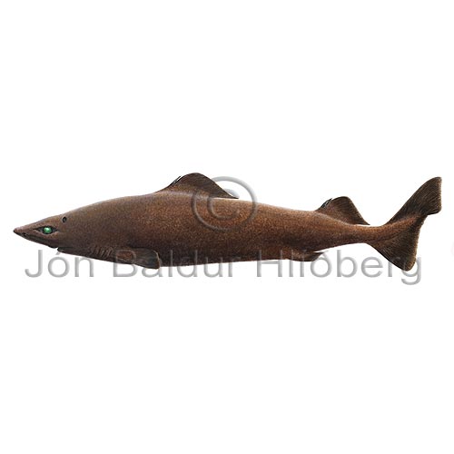 Leafscale Gulper Shark - Centrophorus squamosus - Sharks - Squaliformes