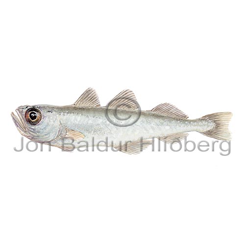 Silvery pout - Gadiculus argenteus - Cods - Gadiformes